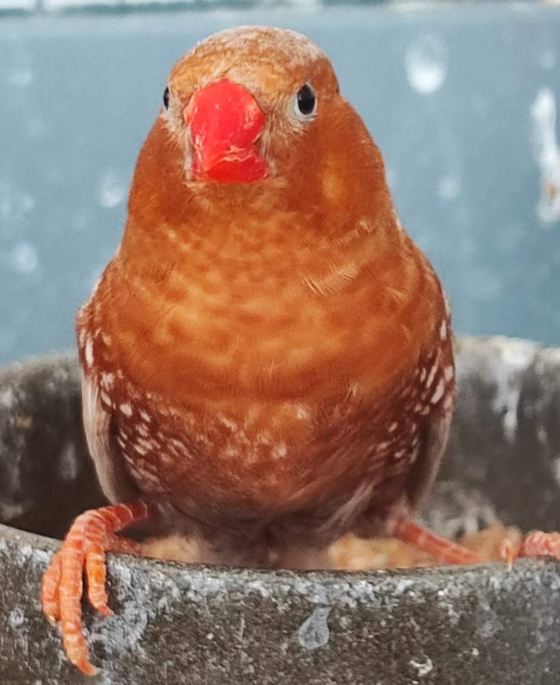 zebrapinty Breeder Taeniopygia guttata 