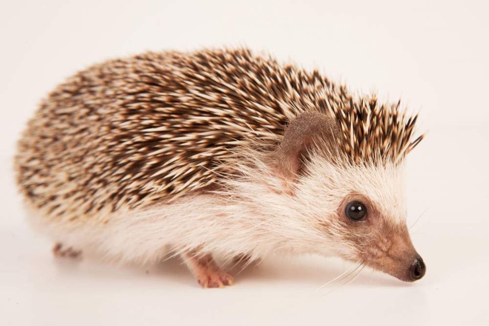 African pygmy hedgehog Breeder Atelerix albiventris 