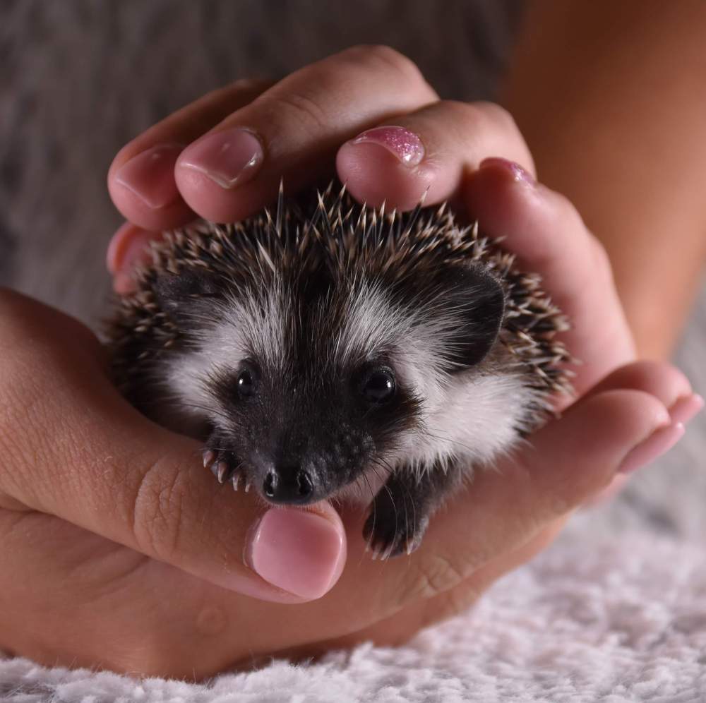 African pygmy hedgehog Breeder Atelerix albiventris Hungary, Budapest