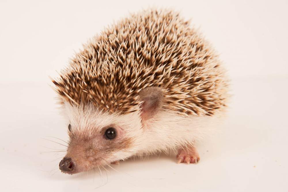 African pygmy hedgehog Rehomed Atelerix albiventris Hungary, Budapest