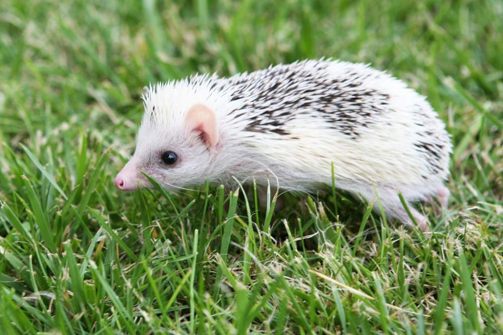 African pygmy hedgehog Deceased Atelerix albiventris Hungary, Budapest