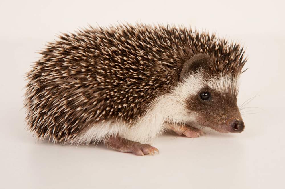 African pygmy hedgehog Available for rehoming Atelerix albiventris Hungary, Budapest