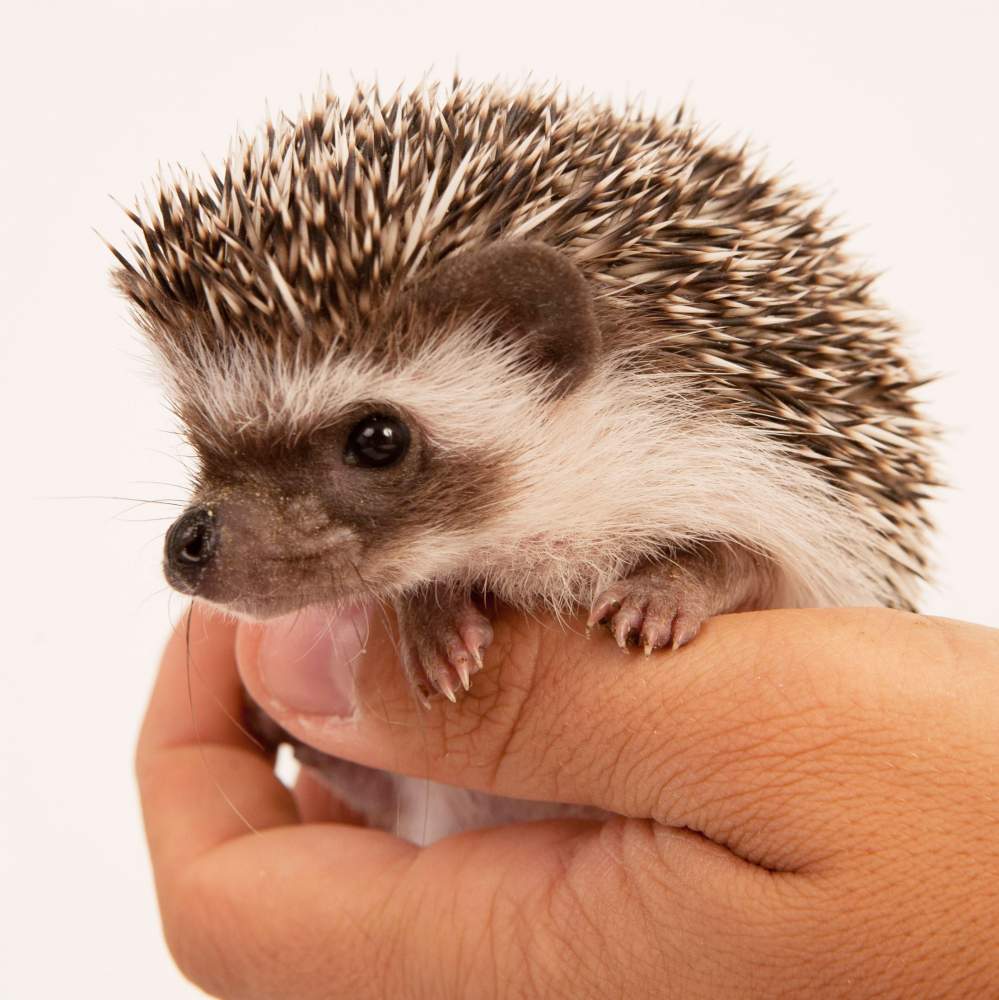 African pygmy hedgehog Breeder Atelerix albiventris Hungary, Budapest