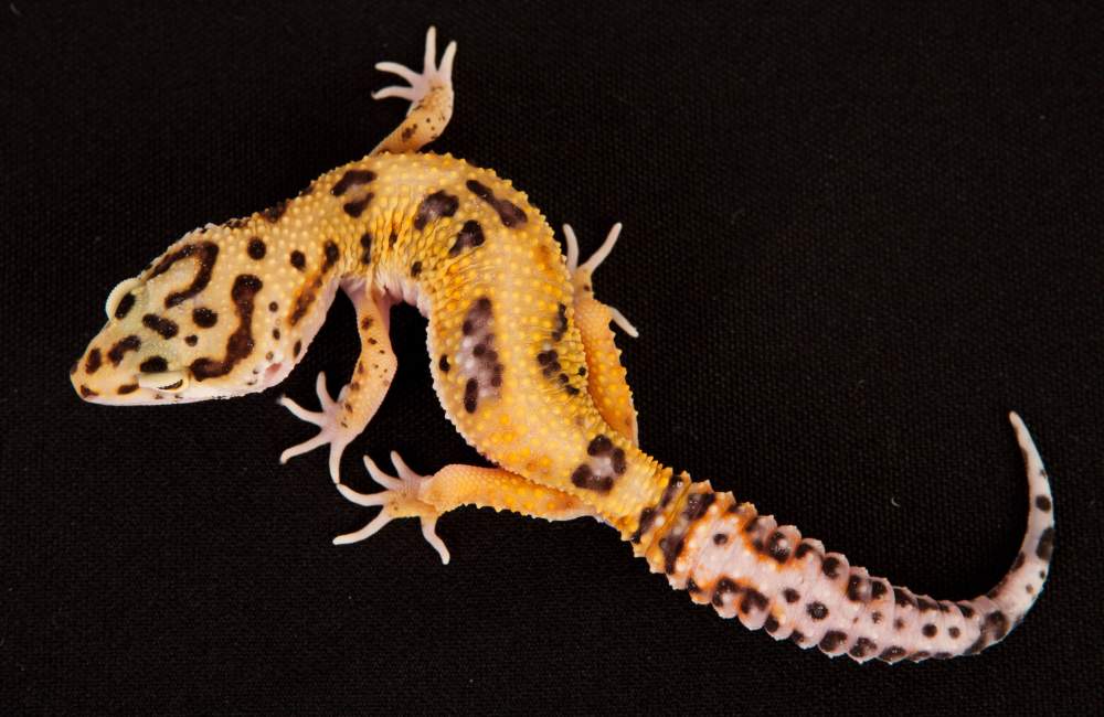 Leopard gecko Rehomed Eublepharis macularius Hungary, Budapest