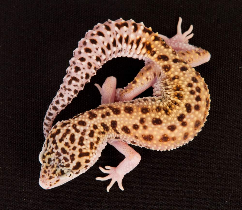 Leopard gecko Rehomed Eublepharis macularius Hungary, Budapest