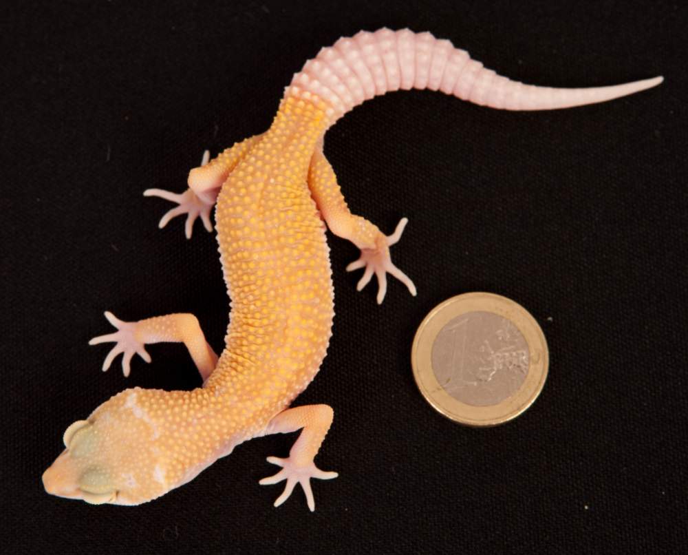 Leopard gecko Rehomed Eublepharis macularius Hungary, Budapest