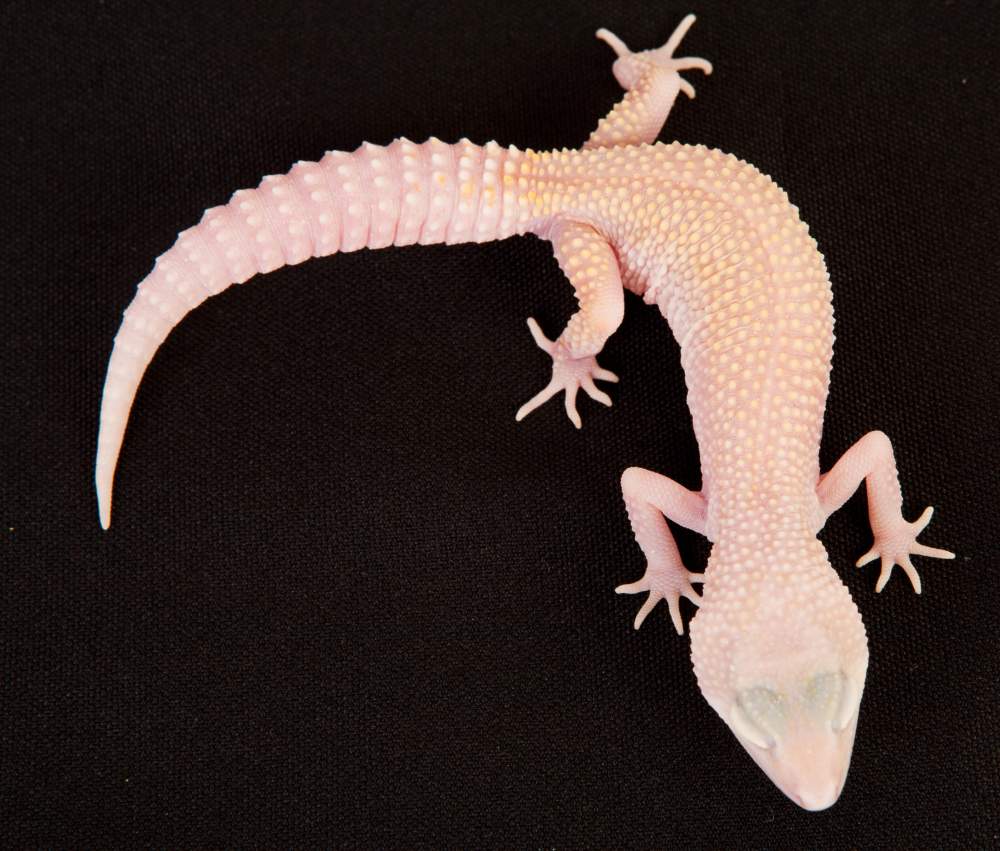 Leopard gecko Rehomed Eublepharis macularius Hungary, Budapest