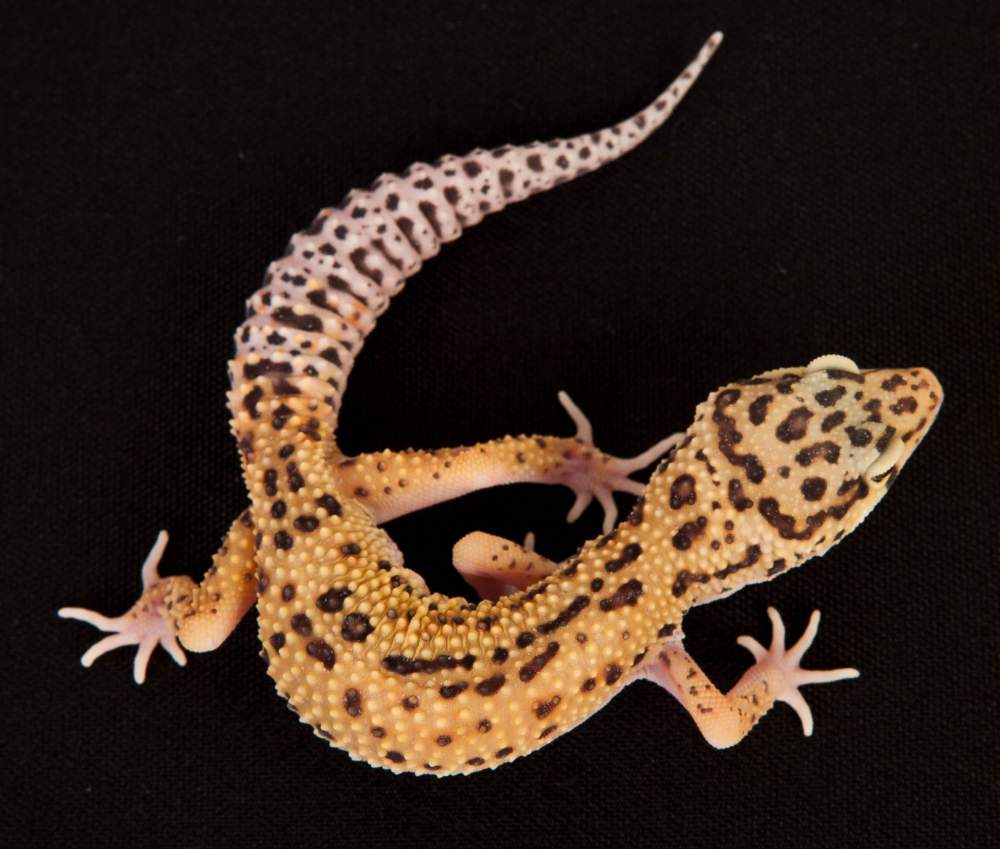 Leopard gecko Rehomed Eublepharis macularius Hungary, Budapest