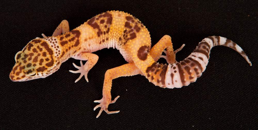 Leopard gecko Rehomed Eublepharis macularius Hungary, Budapest