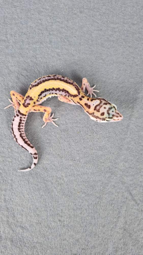 Leopard gecko Available for rehoming Eublepharis macularius 