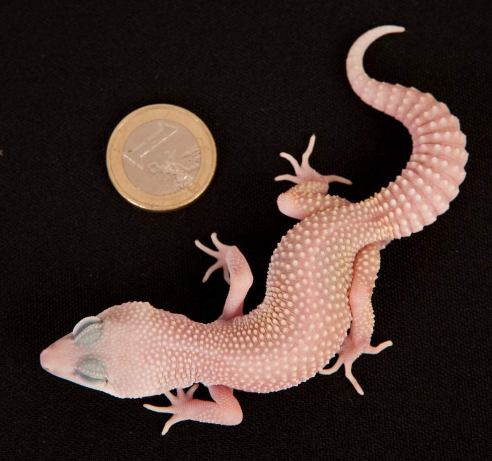 Leopard gecko Rehomed Eublepharis macularius Hungary, Budapest