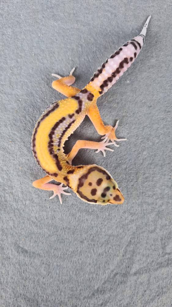 Leopard gecko Available for rehoming Eublepharis macularius 