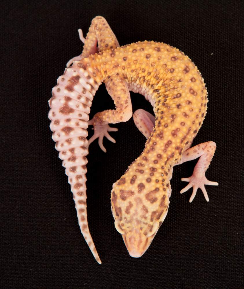 Leopard gecko Rehomed Eublepharis macularius Hungary, Budapest