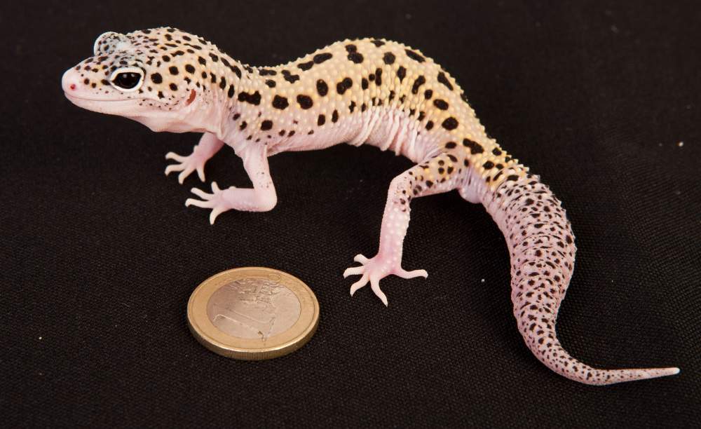 Leopard gecko Rehomed Eublepharis macularius Hungary, Budapest