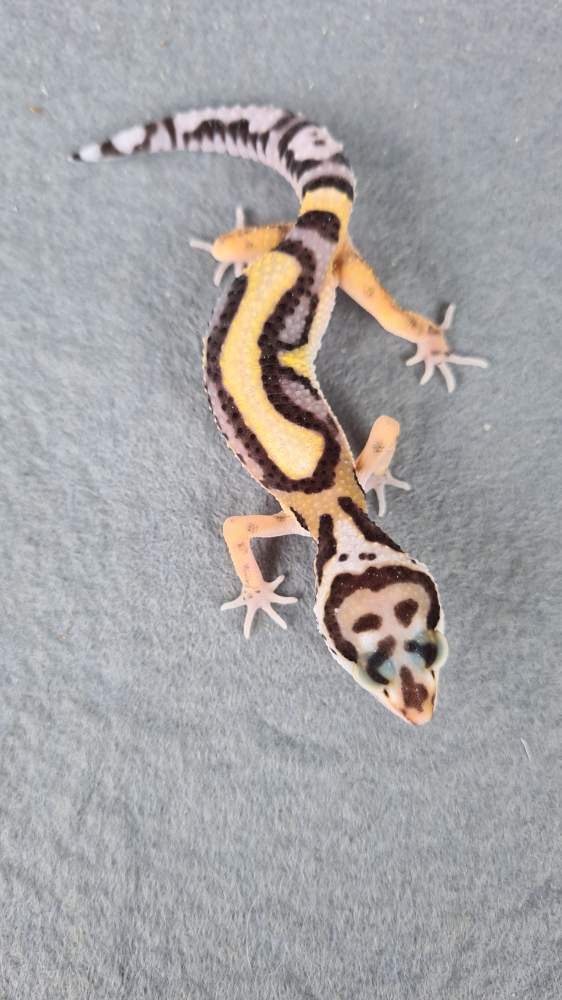 Leopard gecko Available for rehoming Eublepharis macularius 