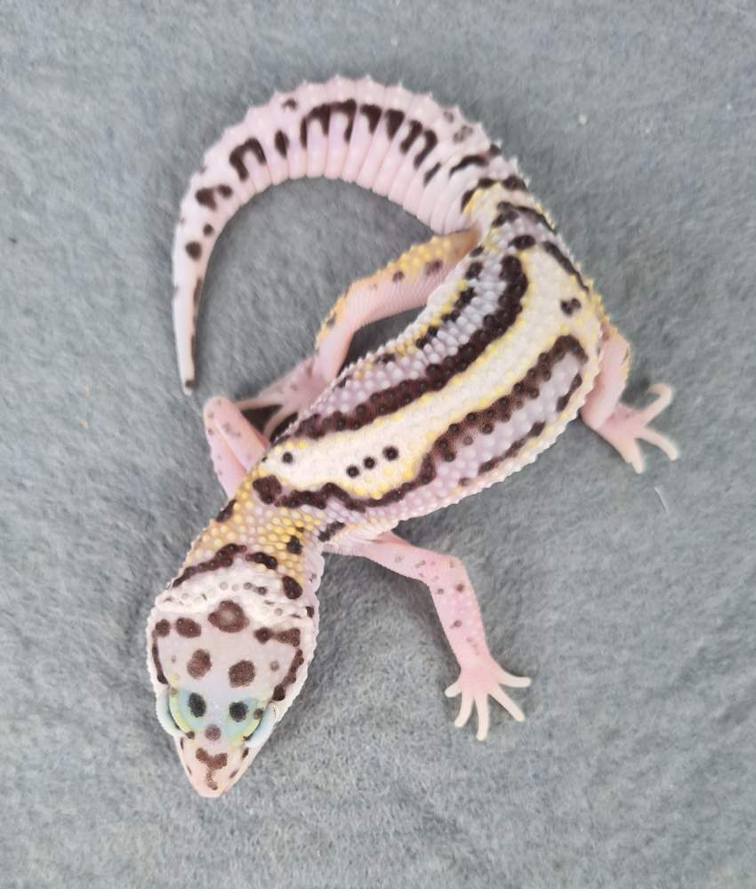 Leopard gecko Available for rehoming Eublepharis macularius 