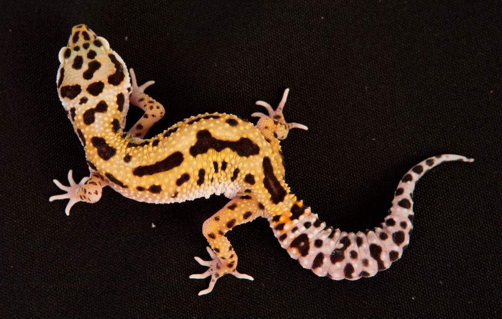 Leopard gecko Rehomed Eublepharis macularius Hungary, Budapest