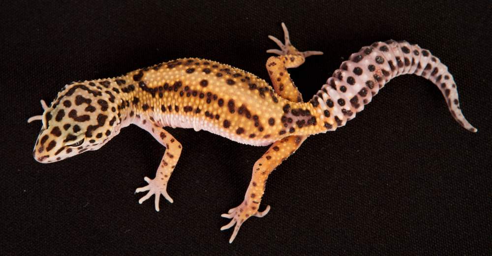 Leopard gecko Rehomed Eublepharis macularius Hungary, Budapest