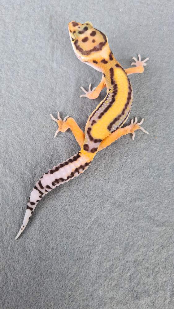 Leopard gecko Available for rehoming Eublepharis macularius 