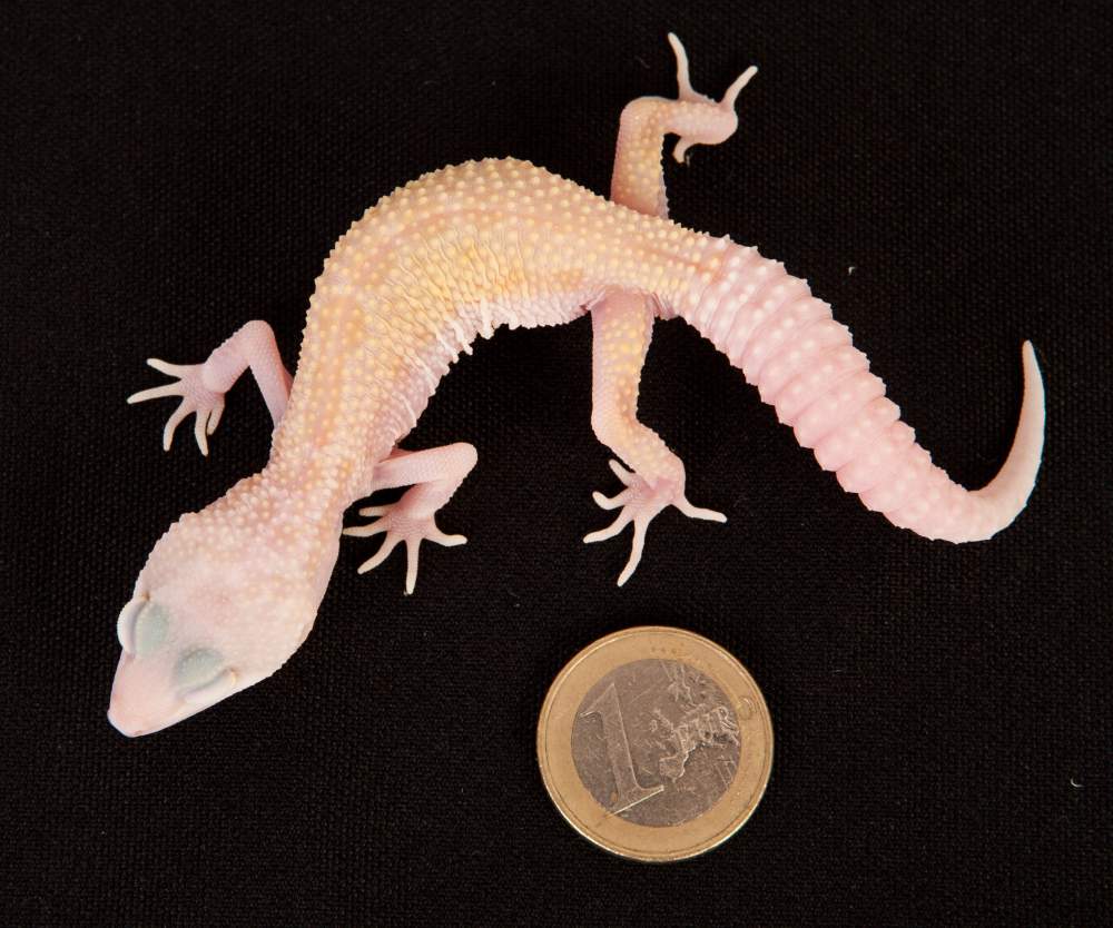 Leopard gecko Rehomed Eublepharis macularius Hungary, Budapest