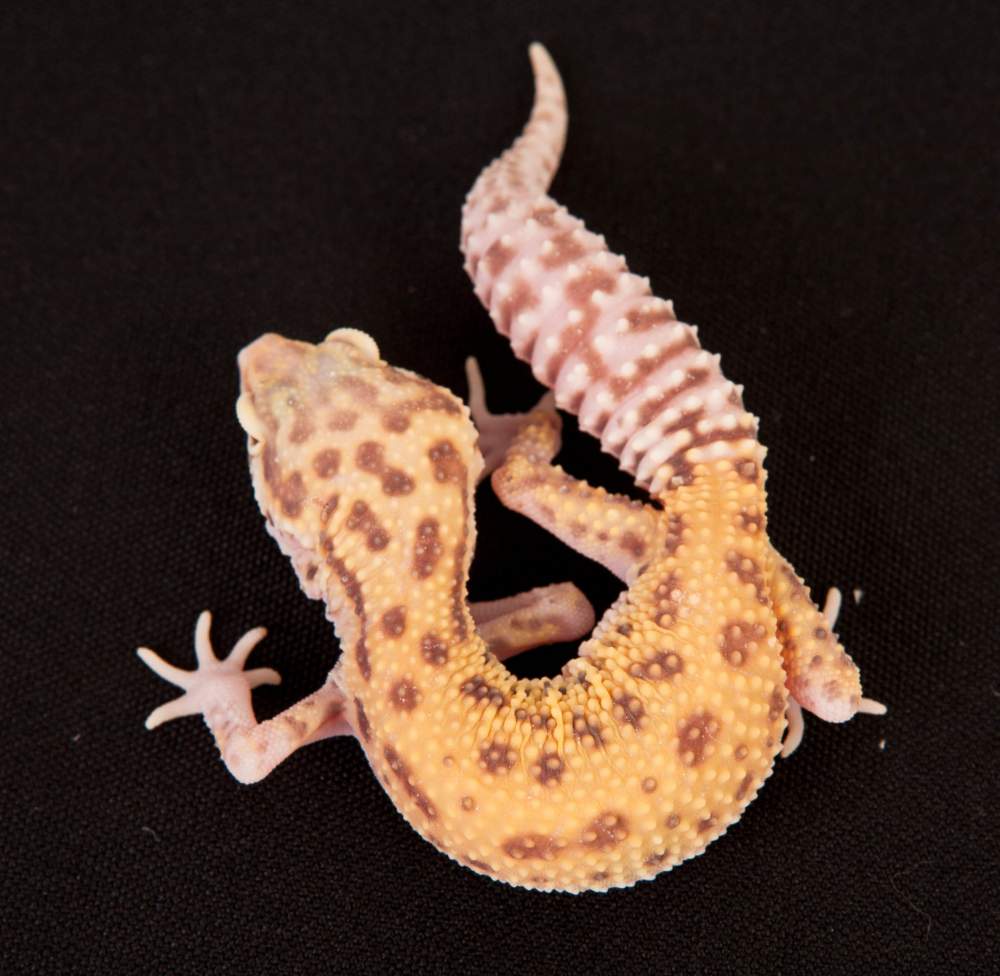 Leopard gecko Rehomed Eublepharis macularius Hungary, Budapest