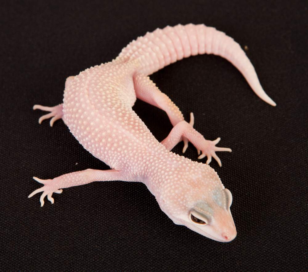 Leopard gecko Rehomed Eublepharis macularius Hungary, Budapest