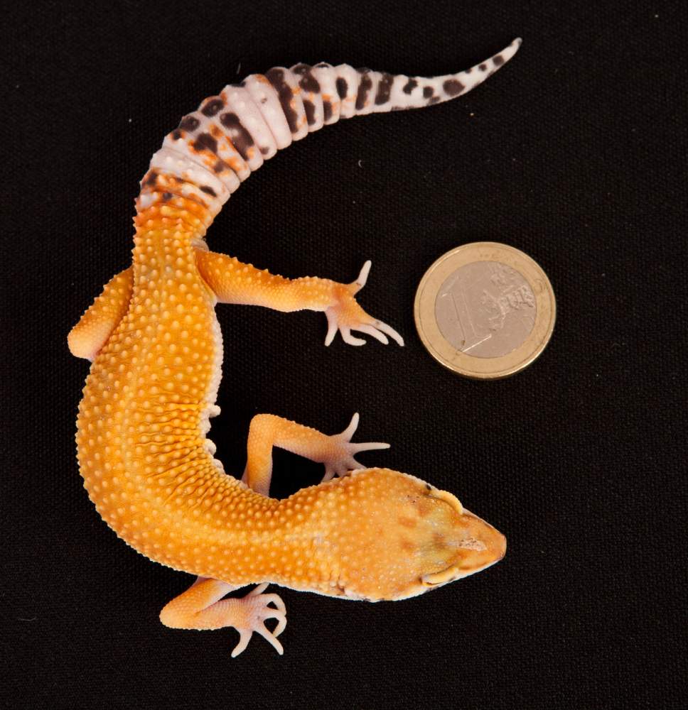 Leopard gecko Rehomed Eublepharis macularius Hungary, Budapest