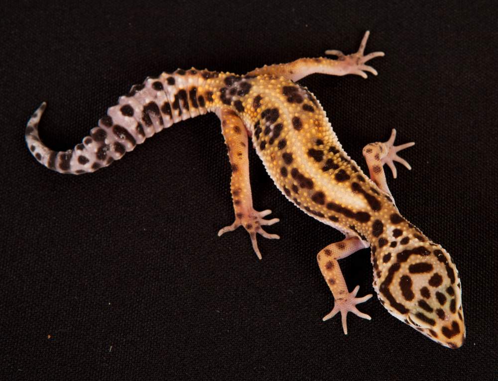 Leopard gecko Rehomed Eublepharis macularius Hungary, Budapest