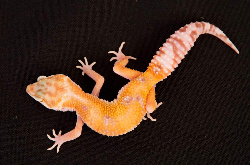 Leopard gecko Rehomed Eublepharis macularius Hungary, Budapest