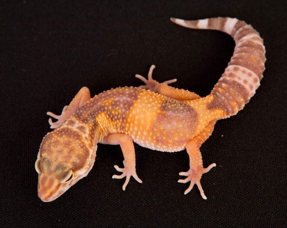 Leopard gecko Rehomed Eublepharis macularius Hungary, Budapest