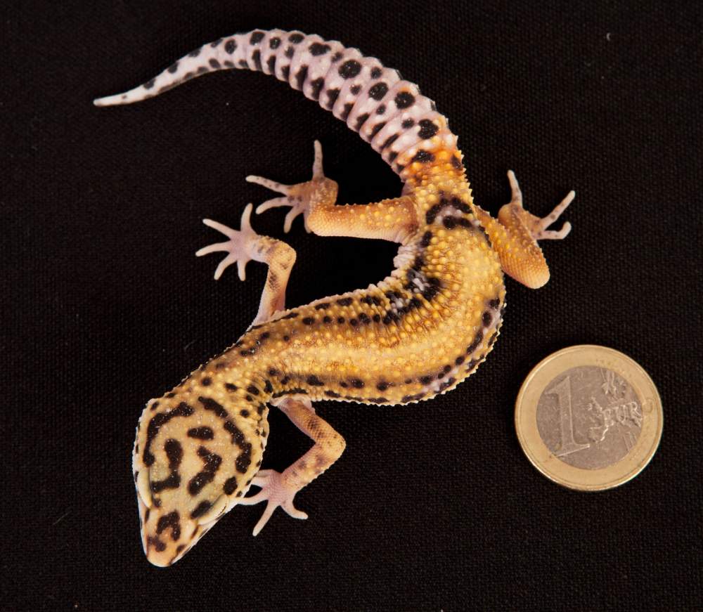 Leopard gecko Rehomed Eublepharis macularius Hungary, Budapest