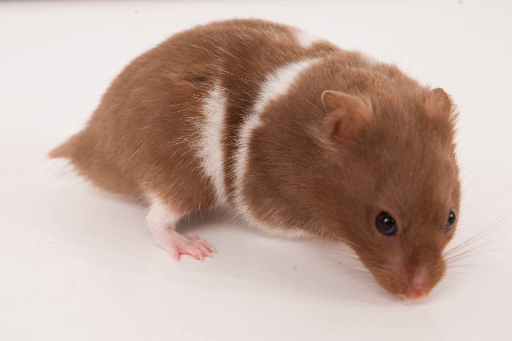 Golden hamster Breeder Mesocricetus auratus 