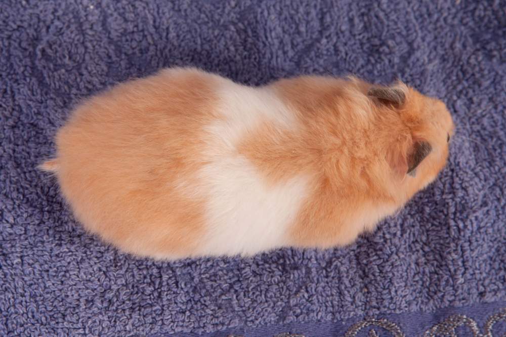 Golden hamster Breeder Mesocricetus auratus 