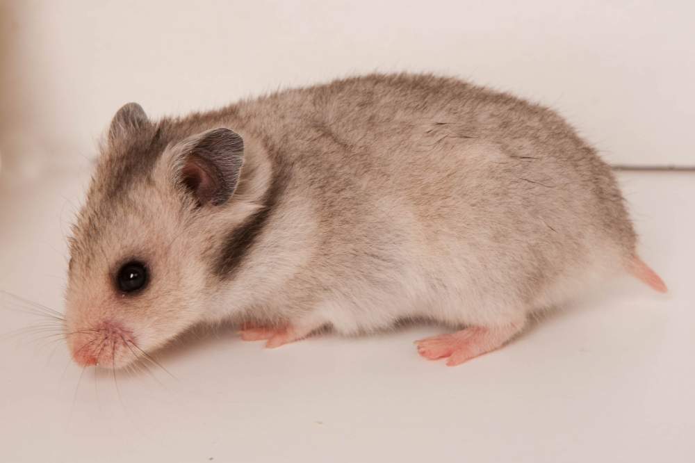 Golden hamster Breeder Mesocricetus auratus Hungary, Budapest