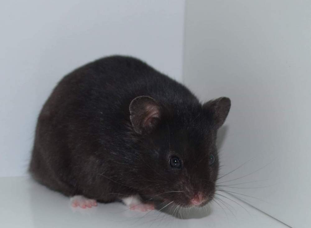 Golden hamster Owned by other Mesocricetus auratus 