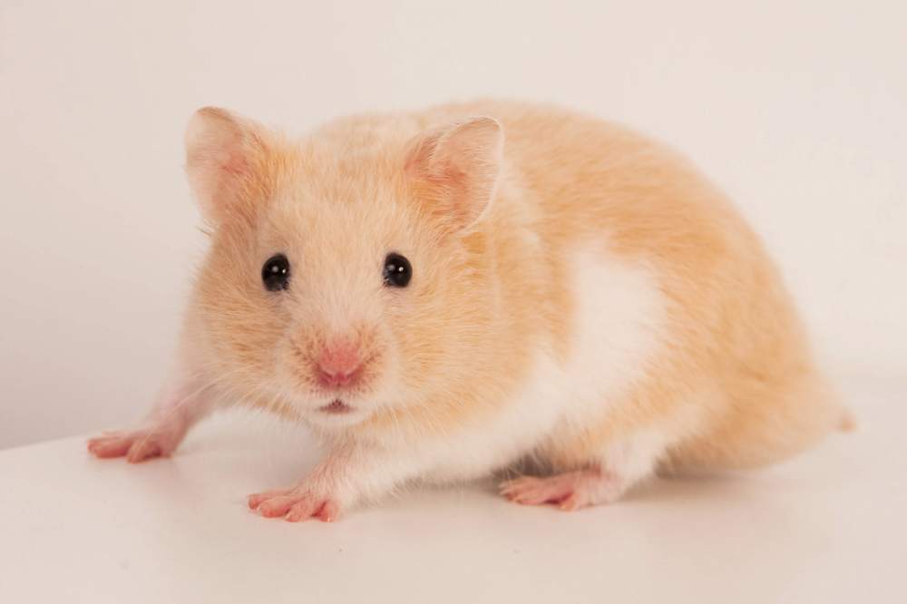 Golden hamster Deceased Mesocricetus auratus 