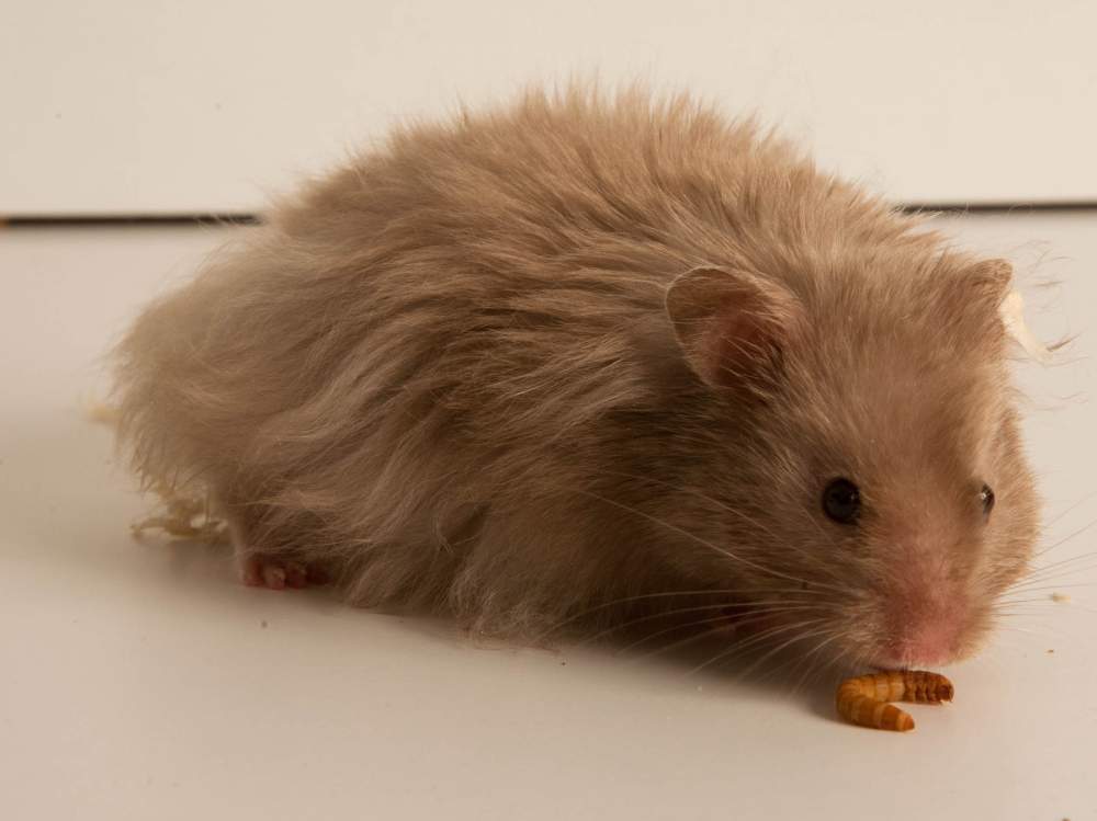 Golden hamster Deceased Mesocricetus auratus Hungary, Budapest