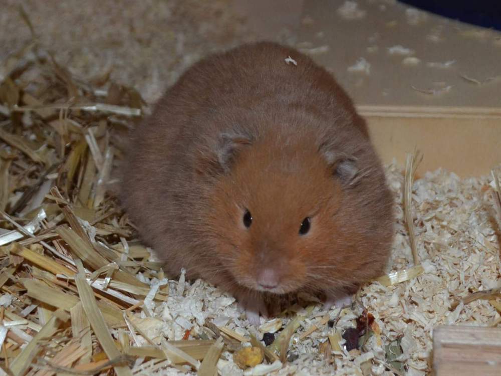 Golden hamster Owned by other Mesocricetus auratus 