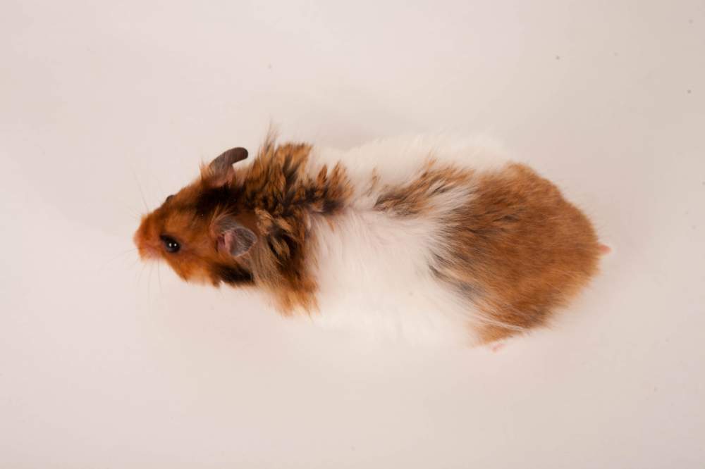 Golden hamster Breeder Mesocricetus auratus Hungary, Budapest