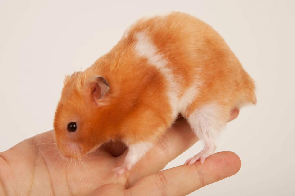 Golden hamster Deceased Mesocricetus auratus Hungary, Budapest