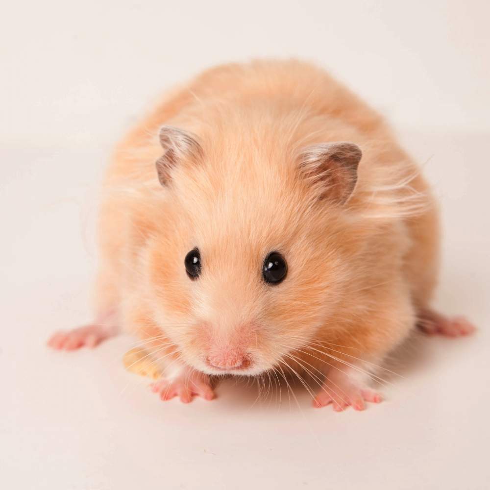 Golden hamster Breeder Mesocricetus auratus Hungary, Budapest