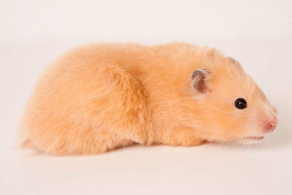 Golden hamster Deceased Mesocricetus auratus Hungary, Budapest