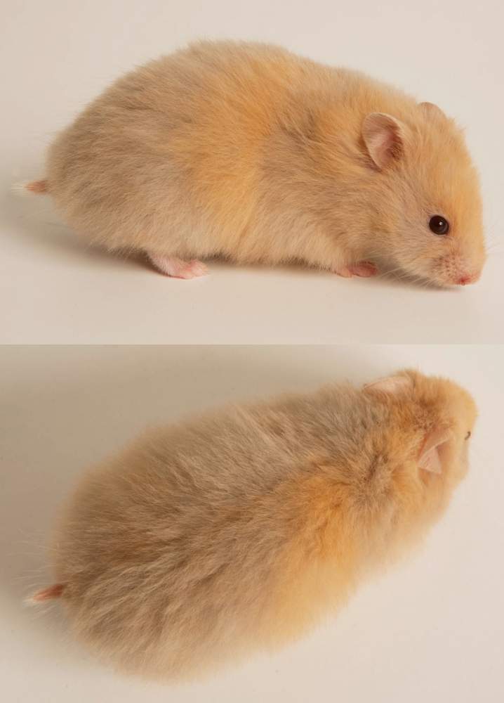 Golden hamster Breeder Mesocricetus auratus Hungary, Budapest