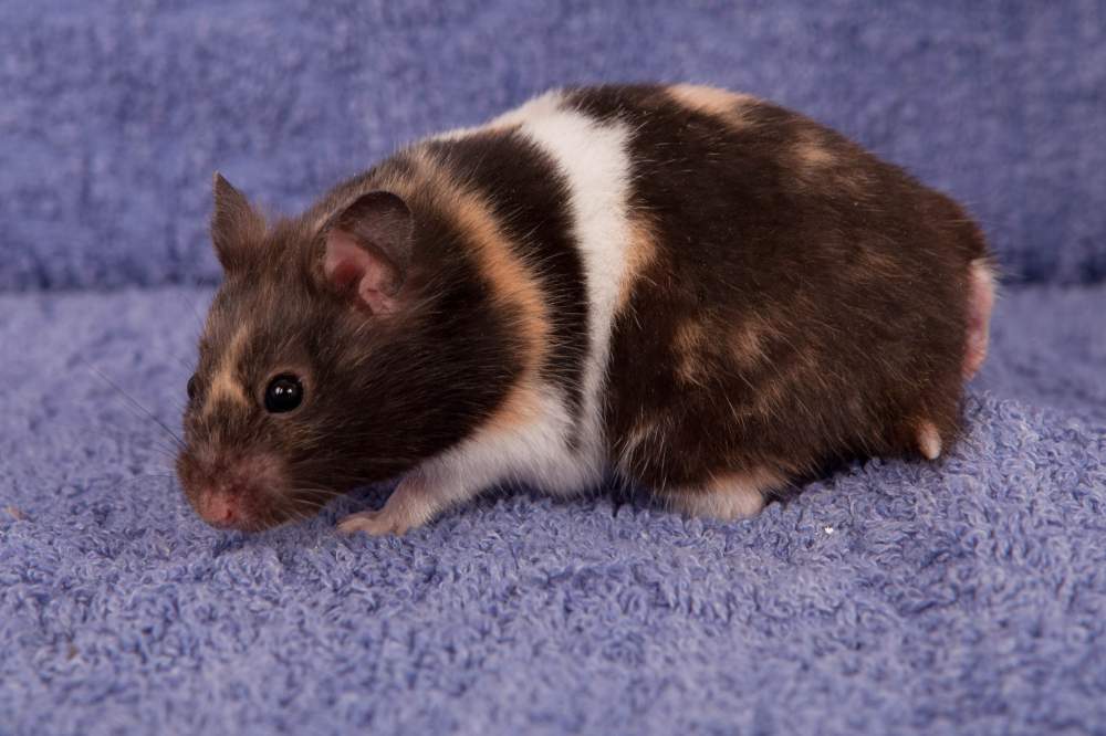 Golden hamster Breeder Mesocricetus auratus 