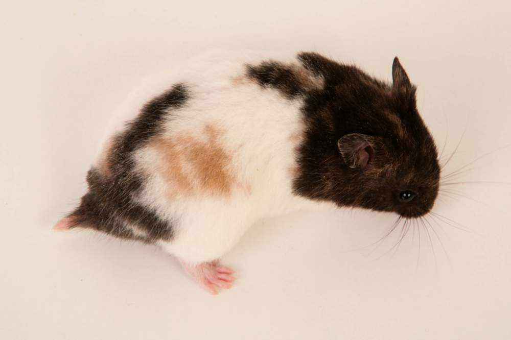 Golden hamster Breeder Mesocricetus auratus Hungary, Budapest