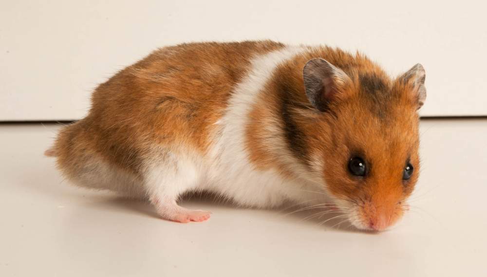 Golden hamster Breeder Mesocricetus auratus Hungary, Budapest