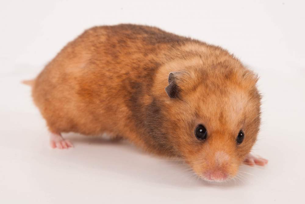 Golden hamster Deceased Mesocricetus auratus 