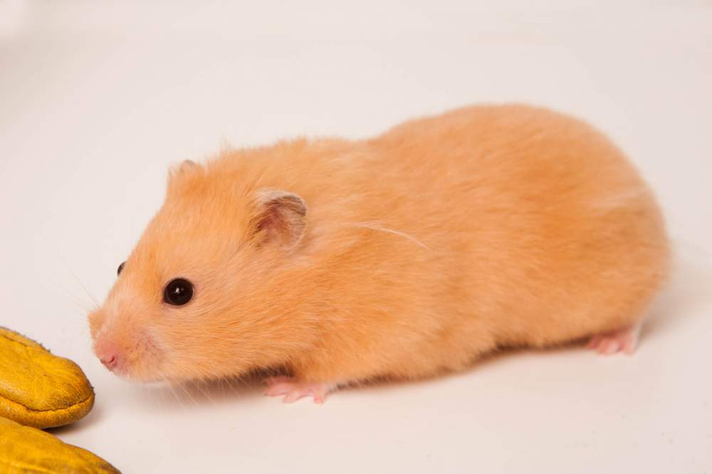 Golden hamster Breeder Mesocricetus auratus Hungary, Budapest