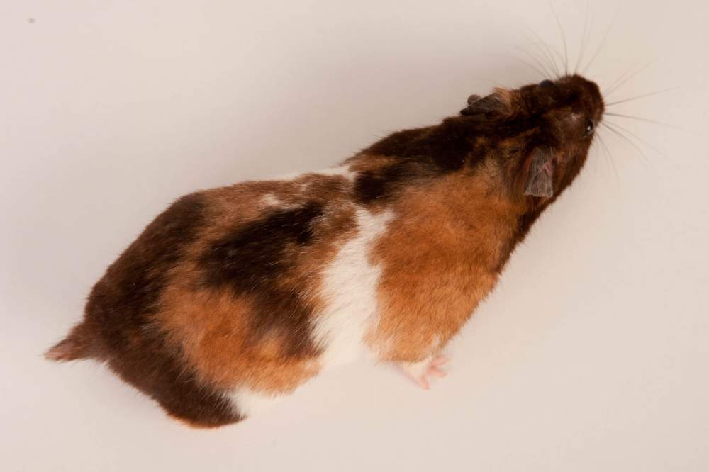 Golden hamster Deceased Mesocricetus auratus 