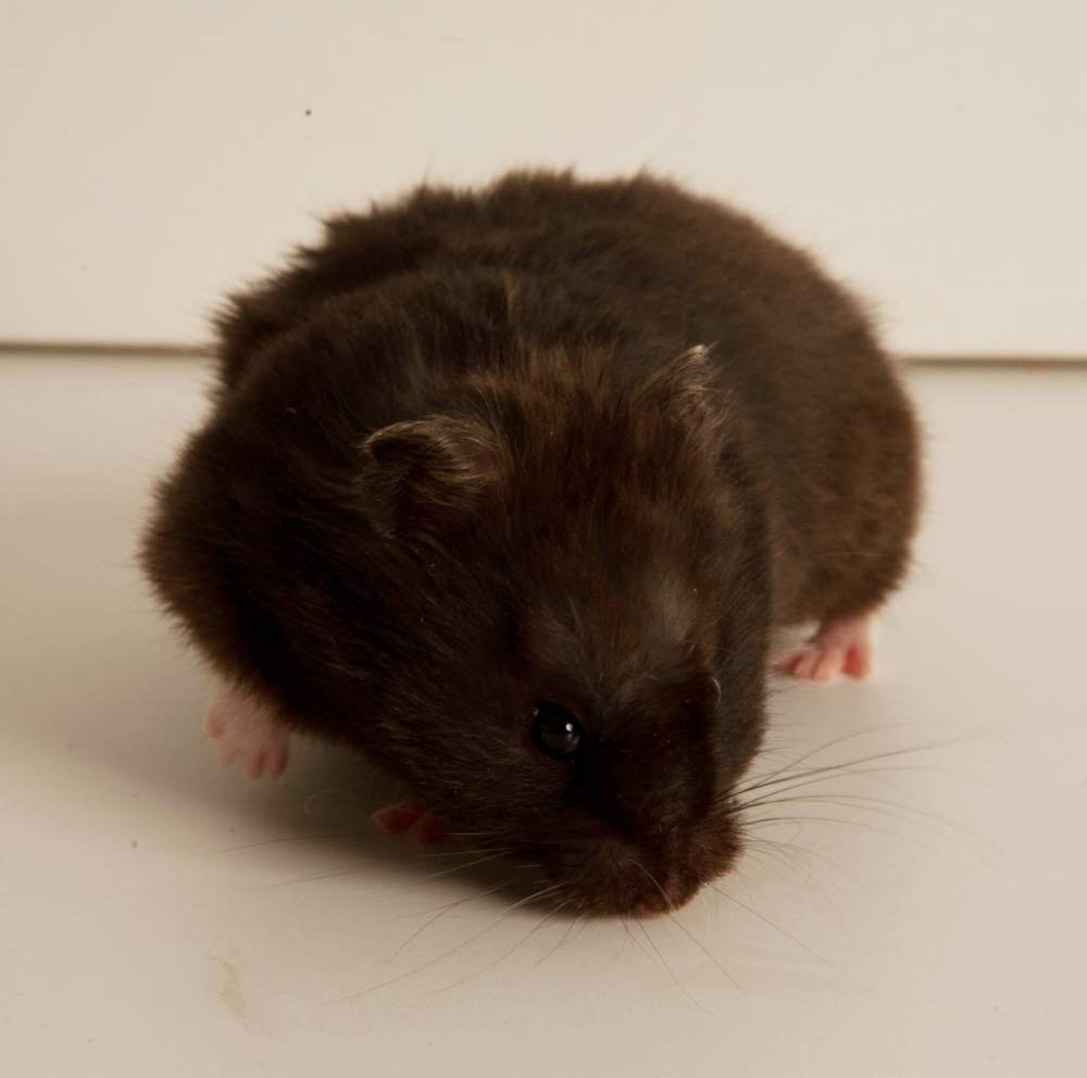 Golden hamster Breeder Mesocricetus auratus Hungary, Budapest